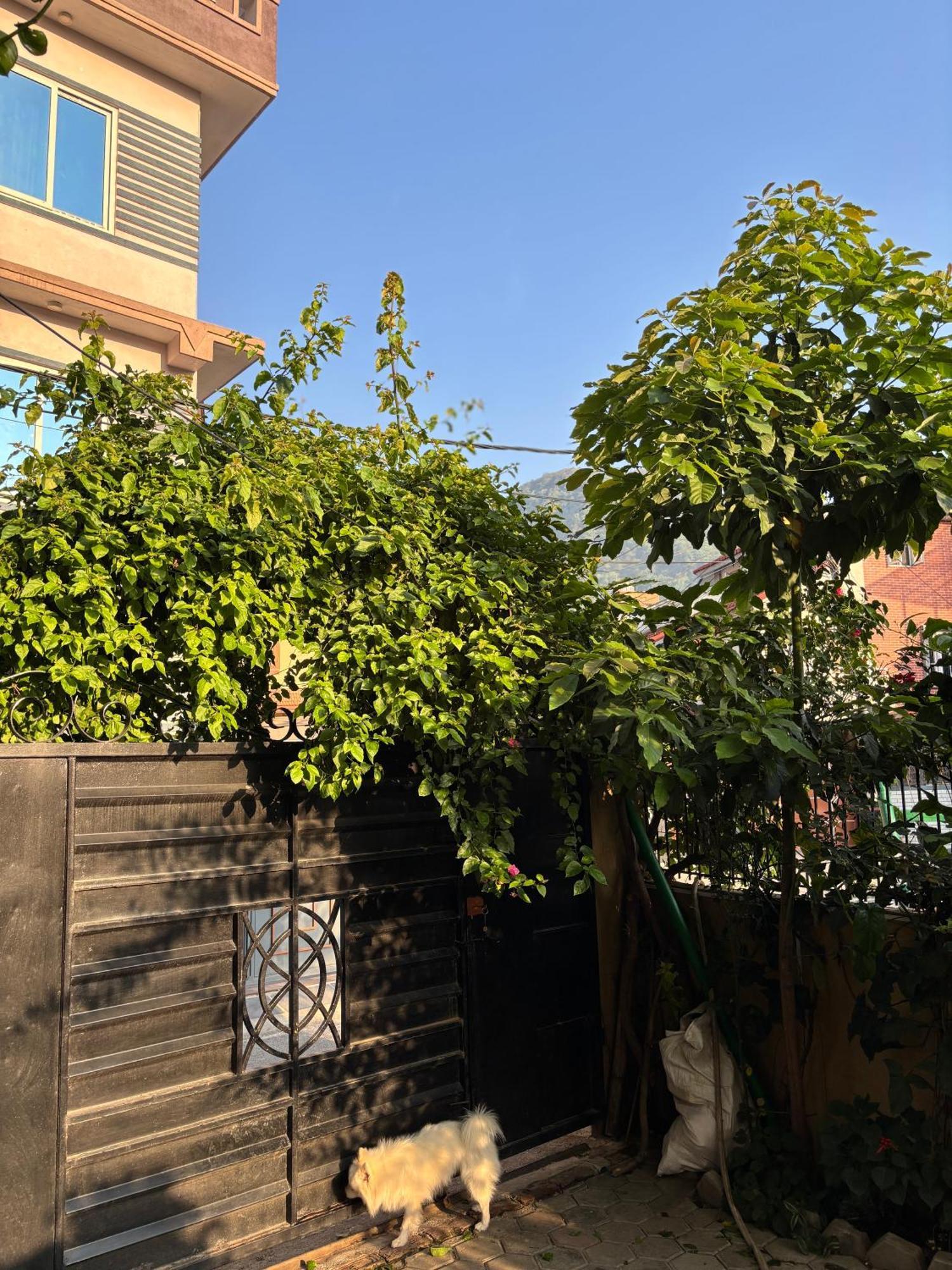 Mums Homestay & Studio Apartments كاتماندو المظهر الخارجي الصورة