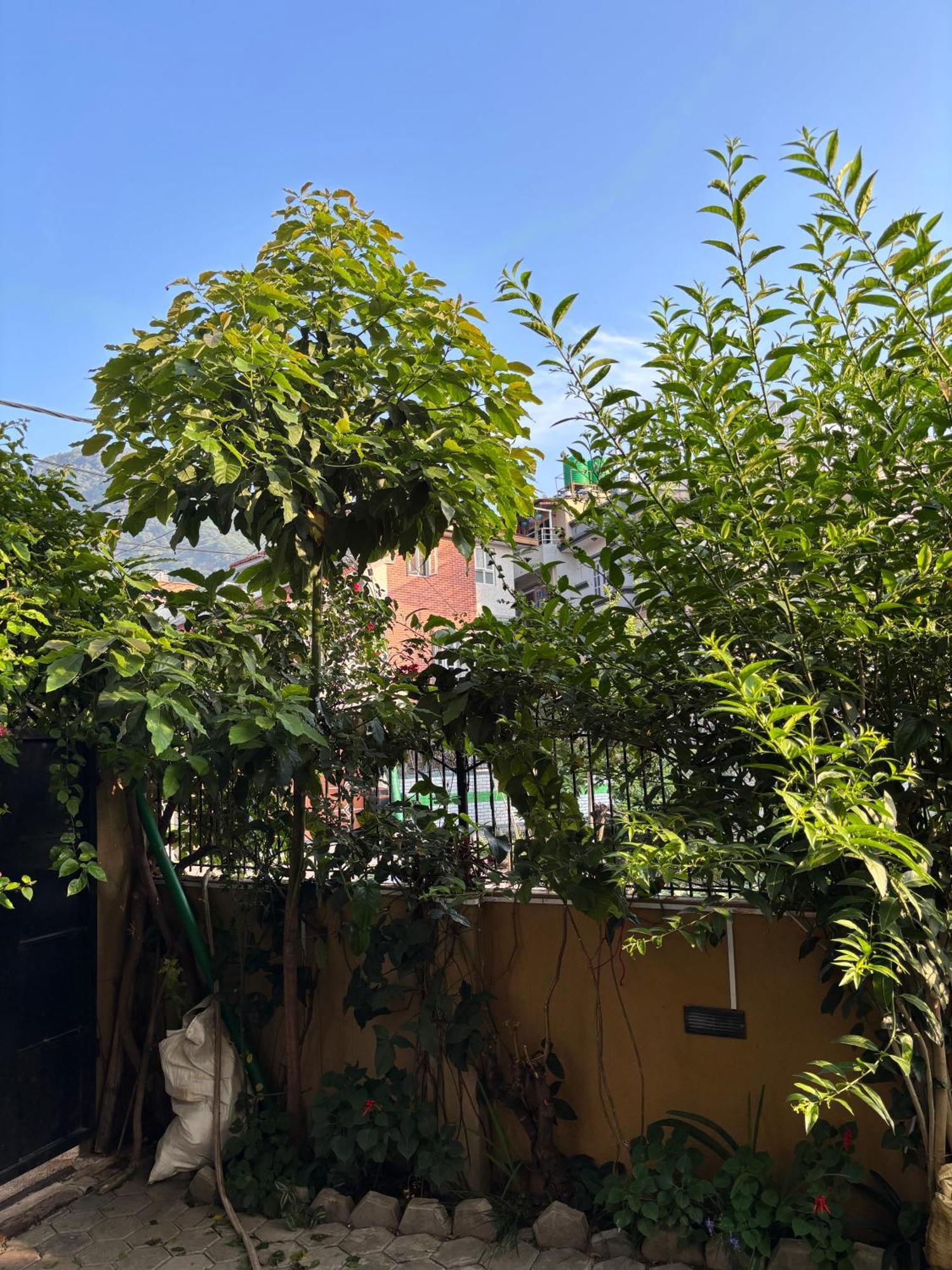 Mums Homestay & Studio Apartments كاتماندو المظهر الخارجي الصورة